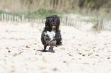 PETIT CHIEN LION 052